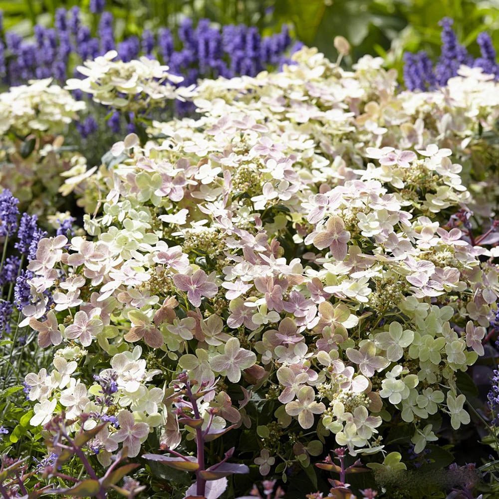 Hortensie alba Polestar - VERDENA-35 cm inaltime, livrat in ghiveci de 4 l