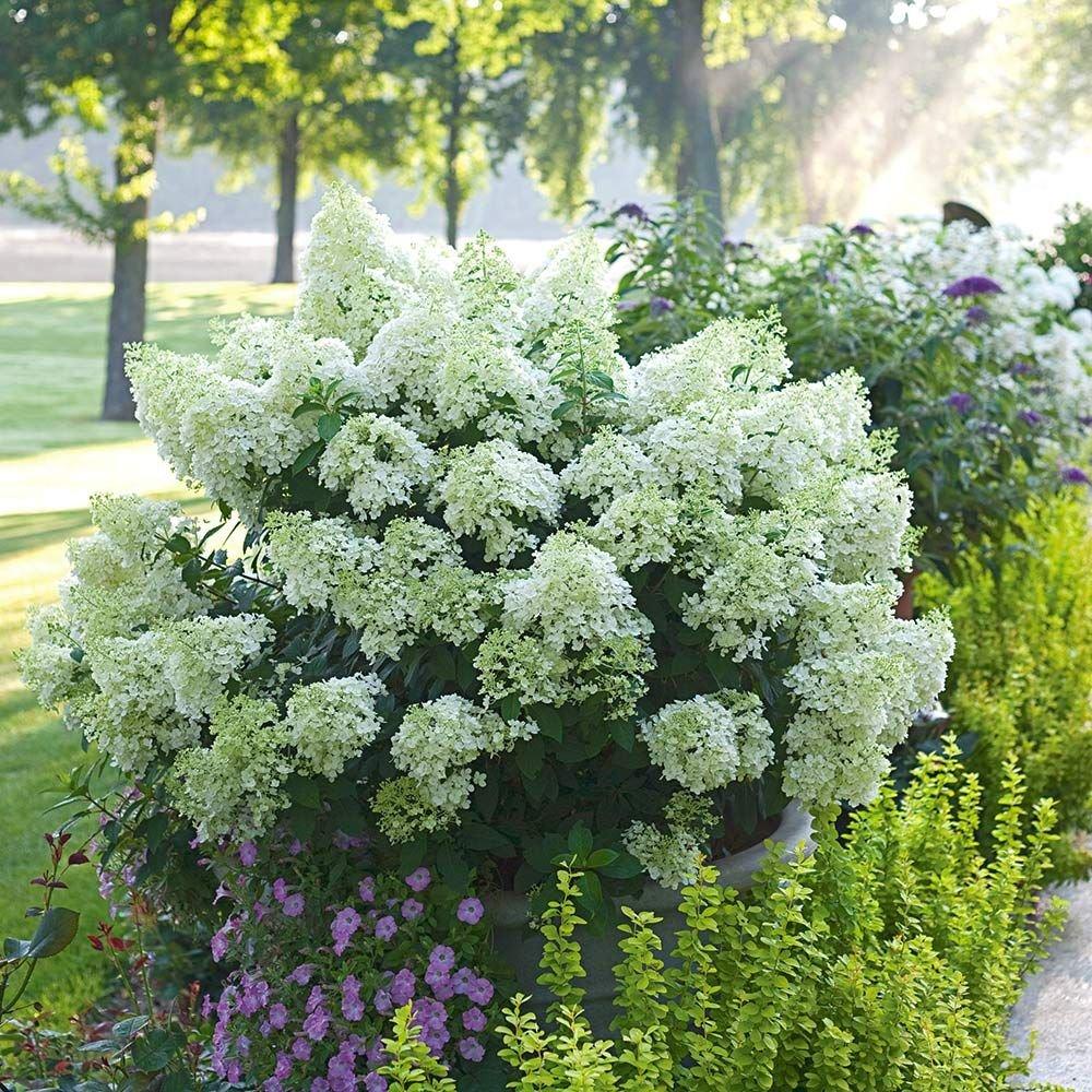 Hortensie altoita Bobo, Stem 50 cm la livrare, in ghiveci de 10 L