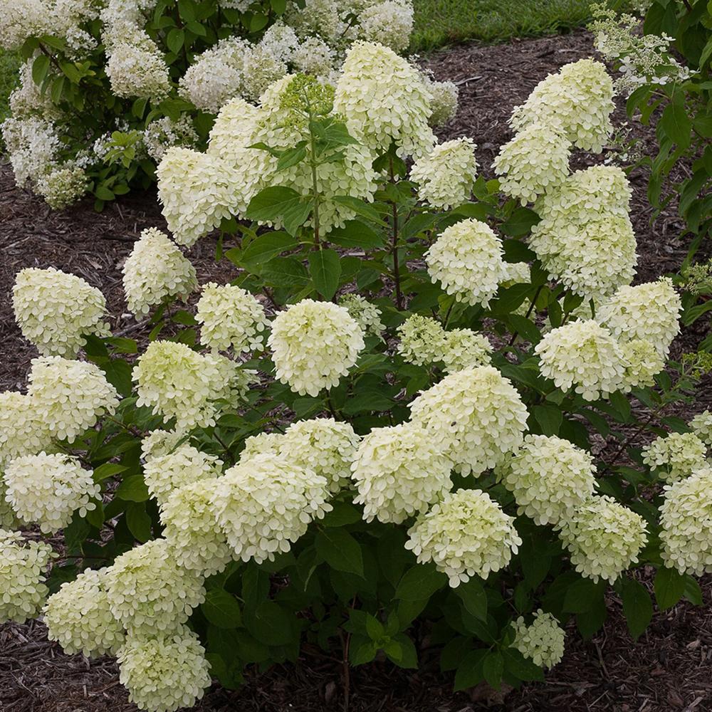 Hortensie altoita Little Lime, Tulpina de 50 cm la livrare, in ghiveci de 10 L