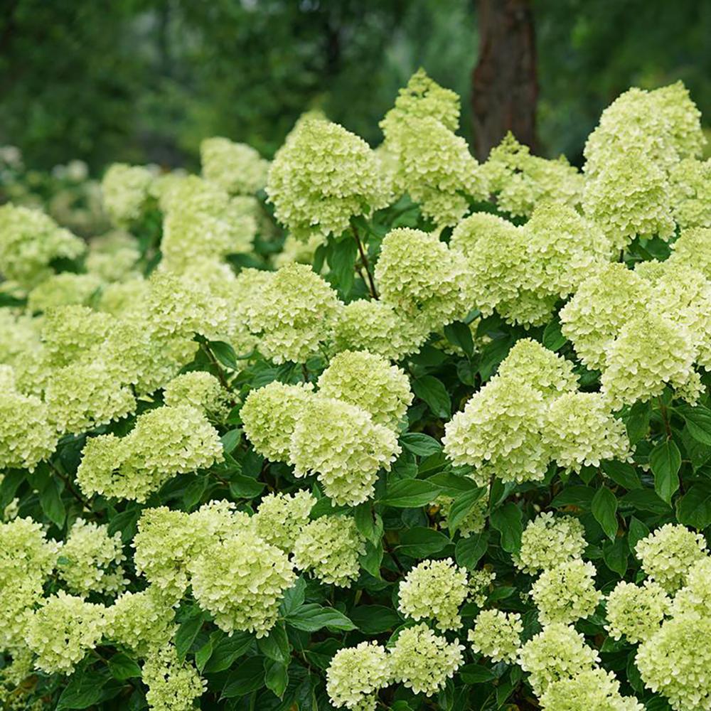 Hortensie altoita Little Lime, Tulpina de 50 cm la livrare, in ghiveci de 10 L