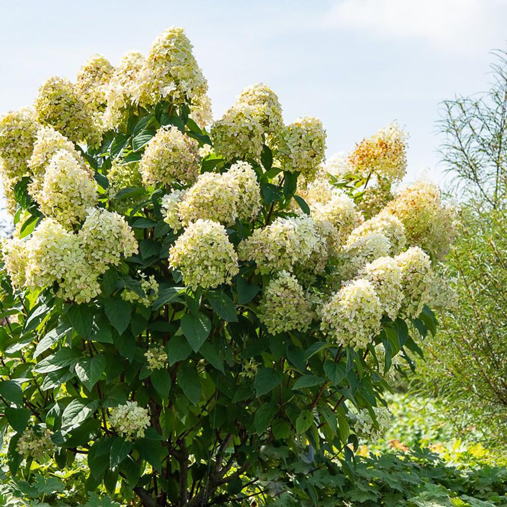 Hortensie altoita Magical Candle, Tulpina de 50 cm la livrare, in ghiveci de 10 L