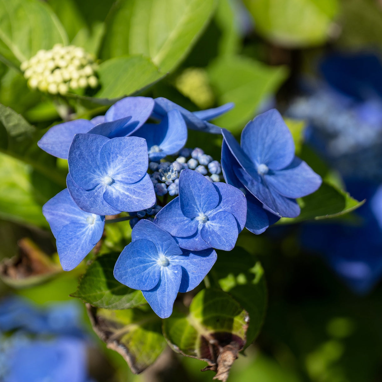 Hortensie Blaumeise, 10-15 cm inaltime, in ghiveci de 2L