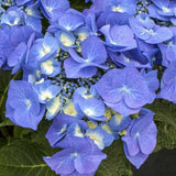 Hortensie Blaumeise, 10-15 cm inaltime, in ghiveci de 2L