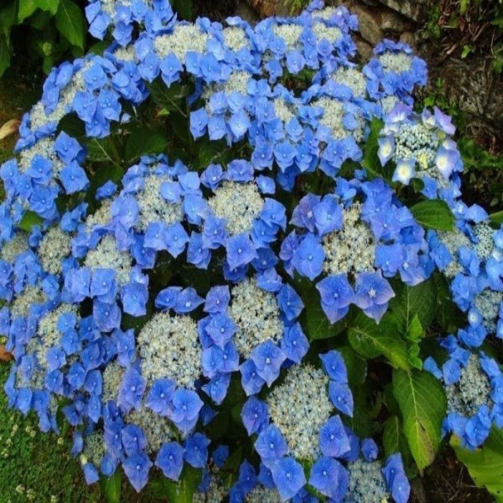 Hortensie Blaumeise, 10-15 cm inaltime, in ghiveci de 2L