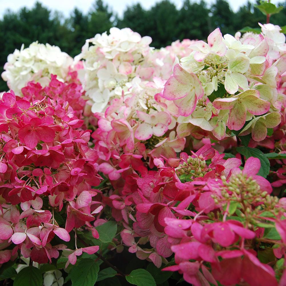 Hortensie Diamand Rouge - VERDENA-livrat in ghiveci de 6 L