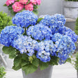 Black Friday - Reduceri Hortensie de Gradina Albastra Little Blue Xs Promotie