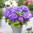 Black Friday - Reduceri Hortensie de Gradina Mov Little Purple Xs Promotie