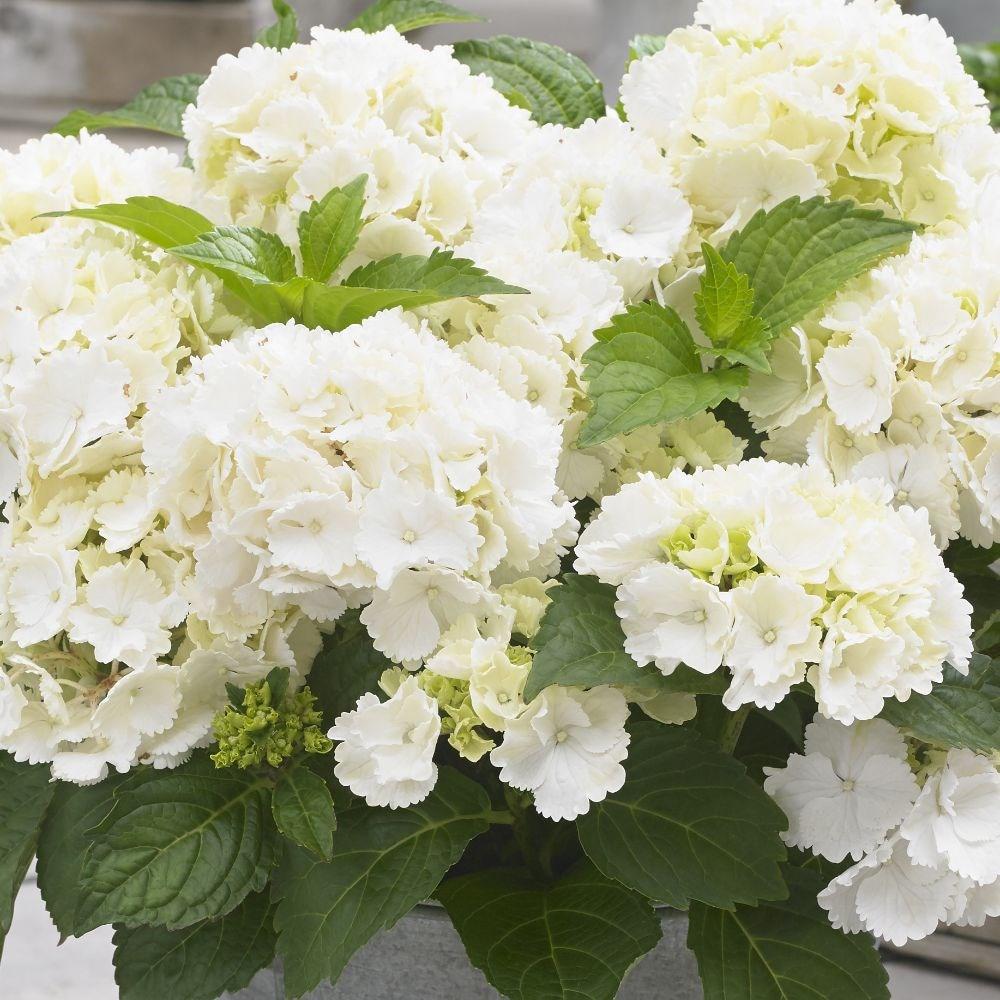 Hortensie Little White XS, 10-15 cm inaltime, in ghiveci de 2L