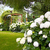 Hortensie Little White XS, 10-15 cm inaltime, in ghiveci de 2L