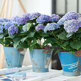 Hortensie Magical Four Seasons Blue, 30-40 cm inaltime in ghiveci de 6L