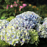 Hortensie Magical Four Seasons Blue, 30-40 cm inaltime in ghiveci de 6L