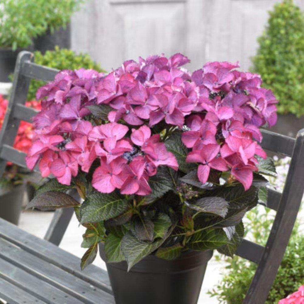 Hortensie mov-inchis Black Diamond Dark Angel - VERDENA-15-20 cm inaltime, livrat in ghiveci de 3 l