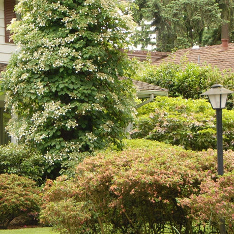 Hortensie de Gradina Urcatoare Japoneza