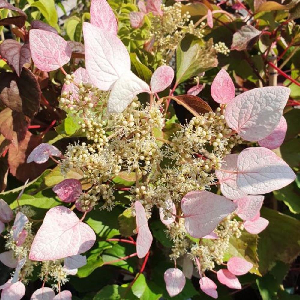 Hortensie urcatoare  Rose Sensation, 40-  60 inaltime, in ghiveci de 3L