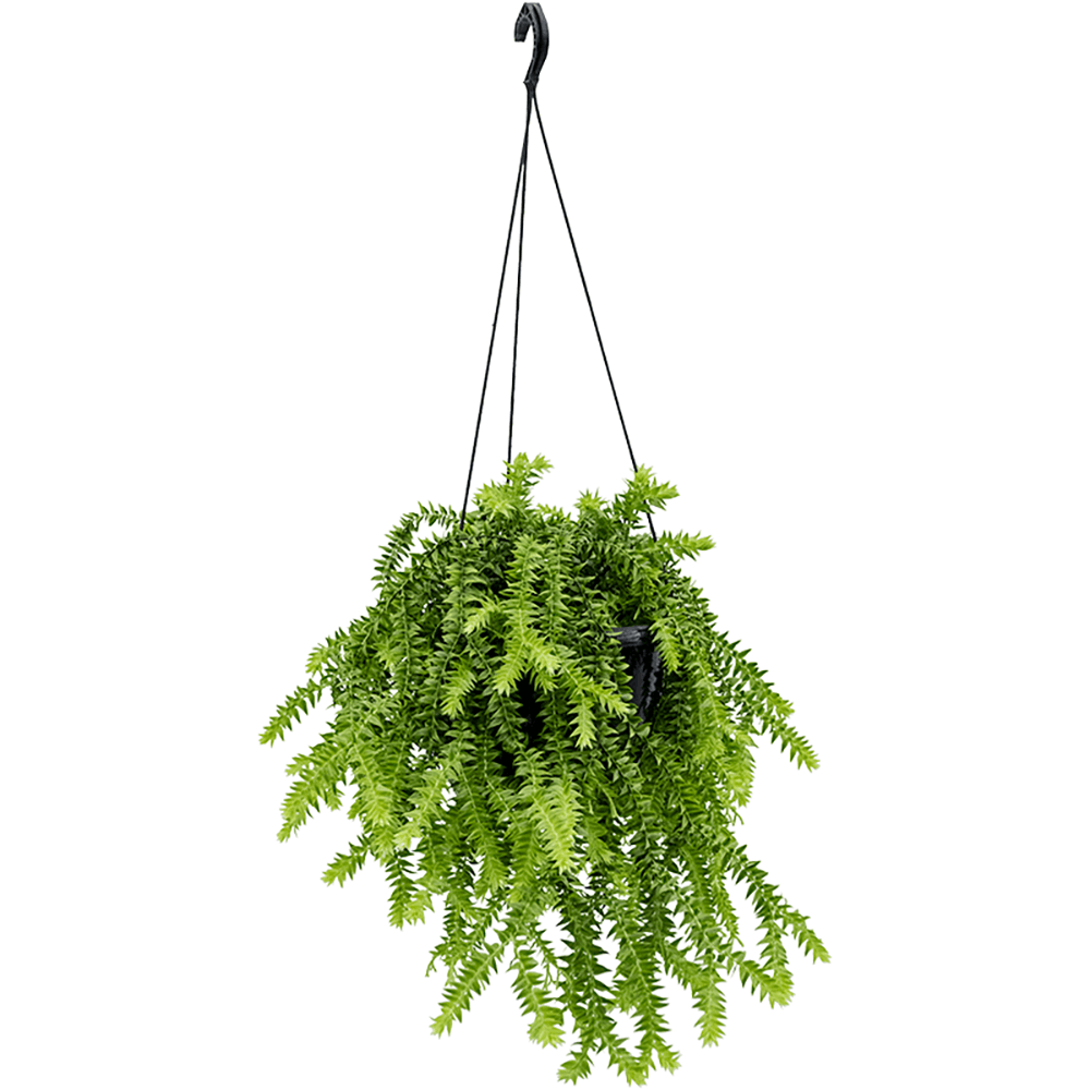 Huperzia squarrosa (Hanger) - 55 cm - VERDENA-55 cm la livrare, in ghiveci cu Ø de 16 cm