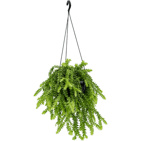 Huperzia squarrosa (Hanger) - 55 cm - VERDENA-55 cm la livrare, in ghiveci cu Ø de 16 cm