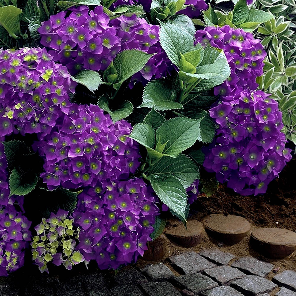 Hortensia de gradina Endless Summer Love, cu flori mov