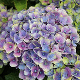 Black Friday - Reduceri Hortensie Magical Four Seasons Amethyst Promotie