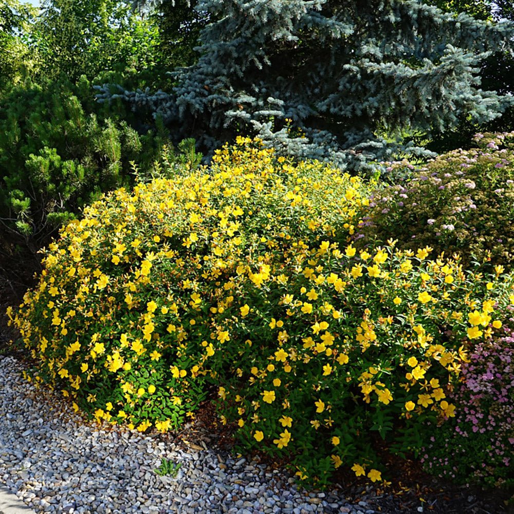 Black Friday - Reduceri Sunatoare Decorativa Hypericum Hidcote, cu flori galbene Promotie