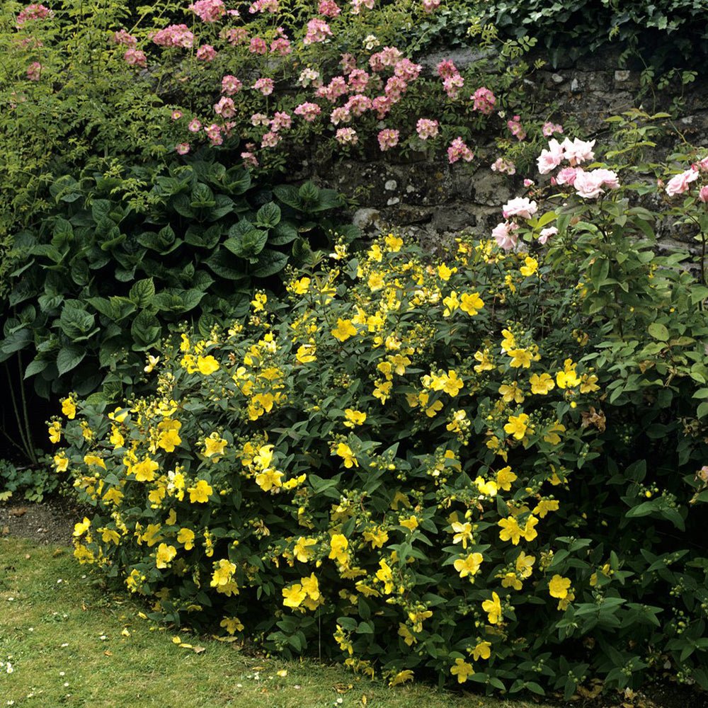 Black Friday - Reduceri Sunatoare Decorativa Hypericum Hidcote, cu flori galbene Promotie