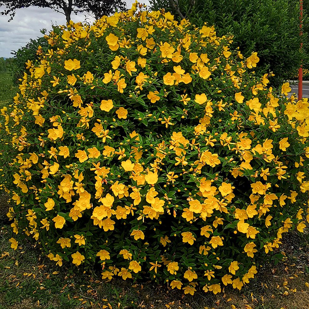 Black Friday - Reduceri Sunatoare Decorativa Hypericum Hidcote, cu flori galbene Promotie