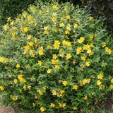 Black Friday - Reduceri Sunatoare Decorativa Hypericum Hidcote, cu flori galbene Promotie