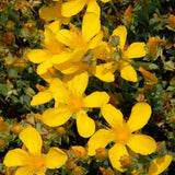 Black Friday - Reduceri Sunatoare Decorativa Hypericum Hidcote, cu flori galbene Promotie