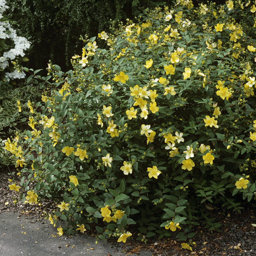 Black Friday - Reduceri Sunatoare Decorativa Hypericum Hidcote, cu flori galbene Promotie