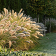 Iarba chinezeasca Pennisetum Hameln, 30-40 cm inaltime, in ghiveci de 4L