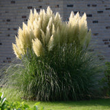 Iarba de Pampas (Cortaderia) Evita, 30-40 cm la livrare in ghiveci de 6.5 L