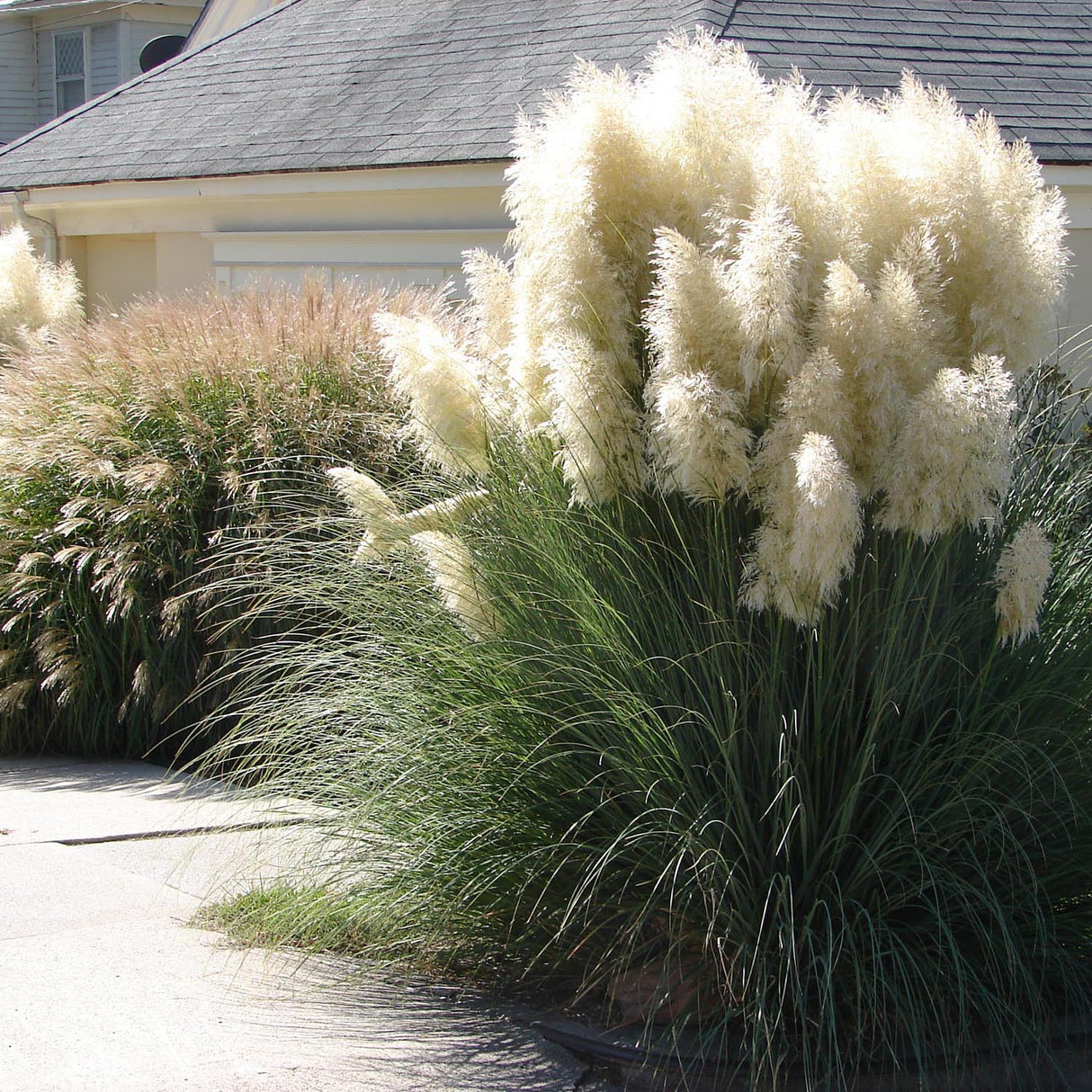 Iarba de Pampas (Cortaderia) Evita, 30-40 cm la livrare in ghiveci de 6.5 L