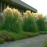 Iarba de Pampas (Cortaderia) Evita, 30-40 cm la livrare in ghiveci de 6.5 L