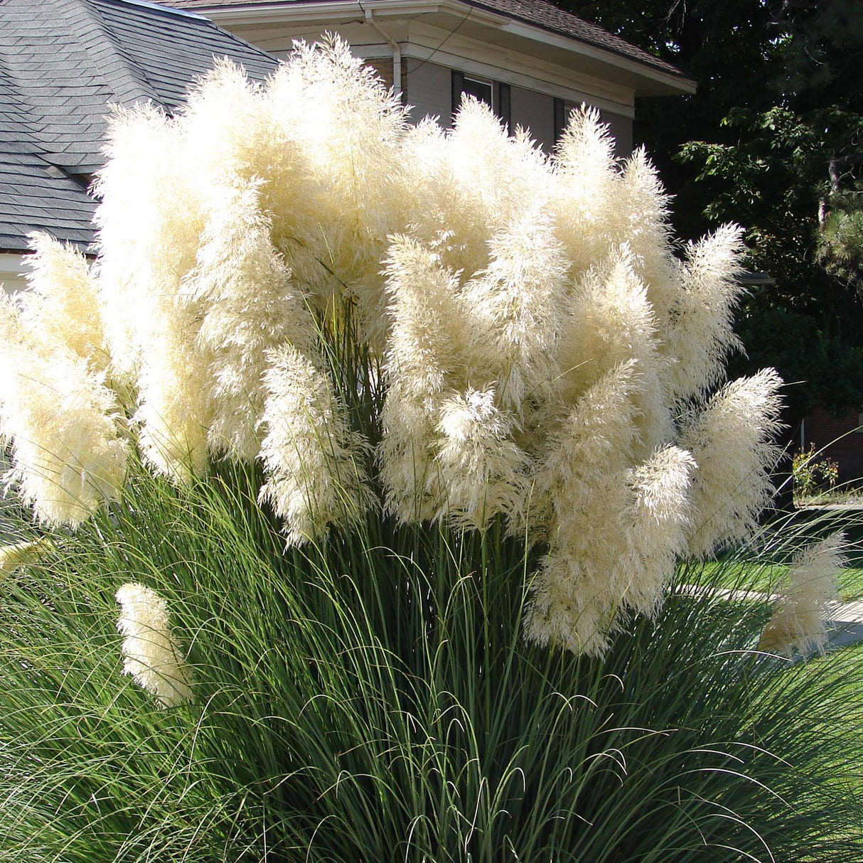 Iarba de Pampas (Cortaderia) Evita, 30-40 cm la livrare in ghiveci de 6.5 L