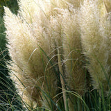 Iarba de Pampas (Cortaderia) Evita, 30-40 cm la livrare in ghiveci de 6.5 L