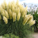 Iarba de Pampas (Cortaderia) Evita, 30-40 cm la livrare in ghiveci de 6.5 L