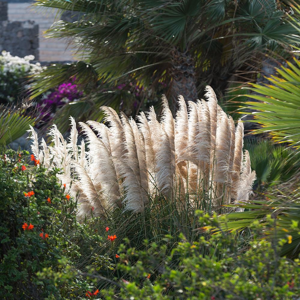 Iarba de Pampas (Cortaderia) Pumila, 30-40 cm la livrare, in ghiveci de 6.5 L