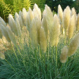 Iarba de Pampas (Cortaderia) Splendid Star - VERDENA-livrat in ghiveci de 5 L