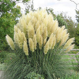 Iarba de Pampas (Cortaderia) Splendid Star - VERDENA-livrat in ghiveci de 5 L