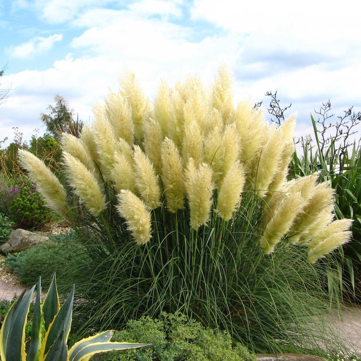 Iarba de Pampas (Cortaderia) Splendid Star - VERDENA-livrat in ghiveci de 5 L