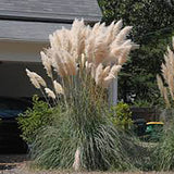 Iarba de Pampas (Cortaderia) Weisse Feder - VERDENA-50/+ cm inaltime livrat in ghiveci de 2 L