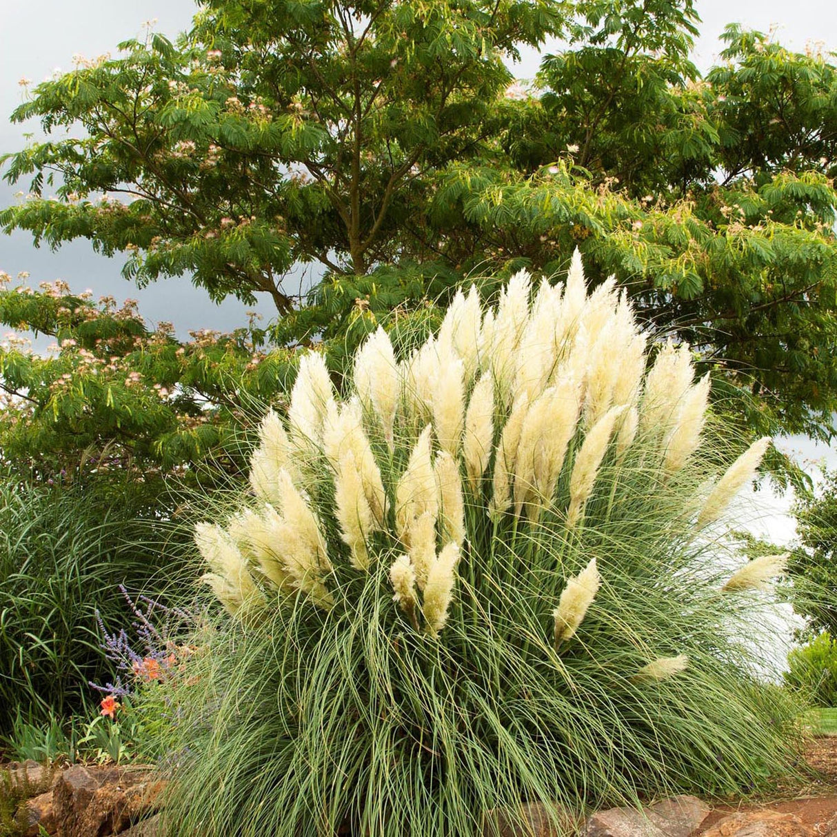 Iarba de Pampas (Cortaderia) White Plume - VERDENA-50 cm minim inaltime livrat in ghiveci de 2 l