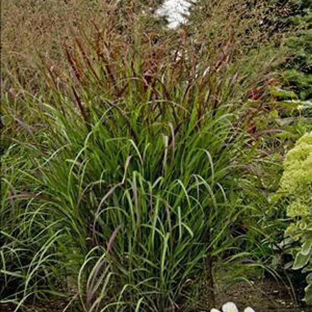 Iarba de Preerie Cheyenne Sky (Panicum virgatum) - VERDENA-livrat in ghiveci de 0.7 l