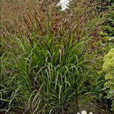 Iarba de Preerie Cheyenne Sky (Panicum virgatum) - VERDENA-livrat in ghiveci de 0.7 l