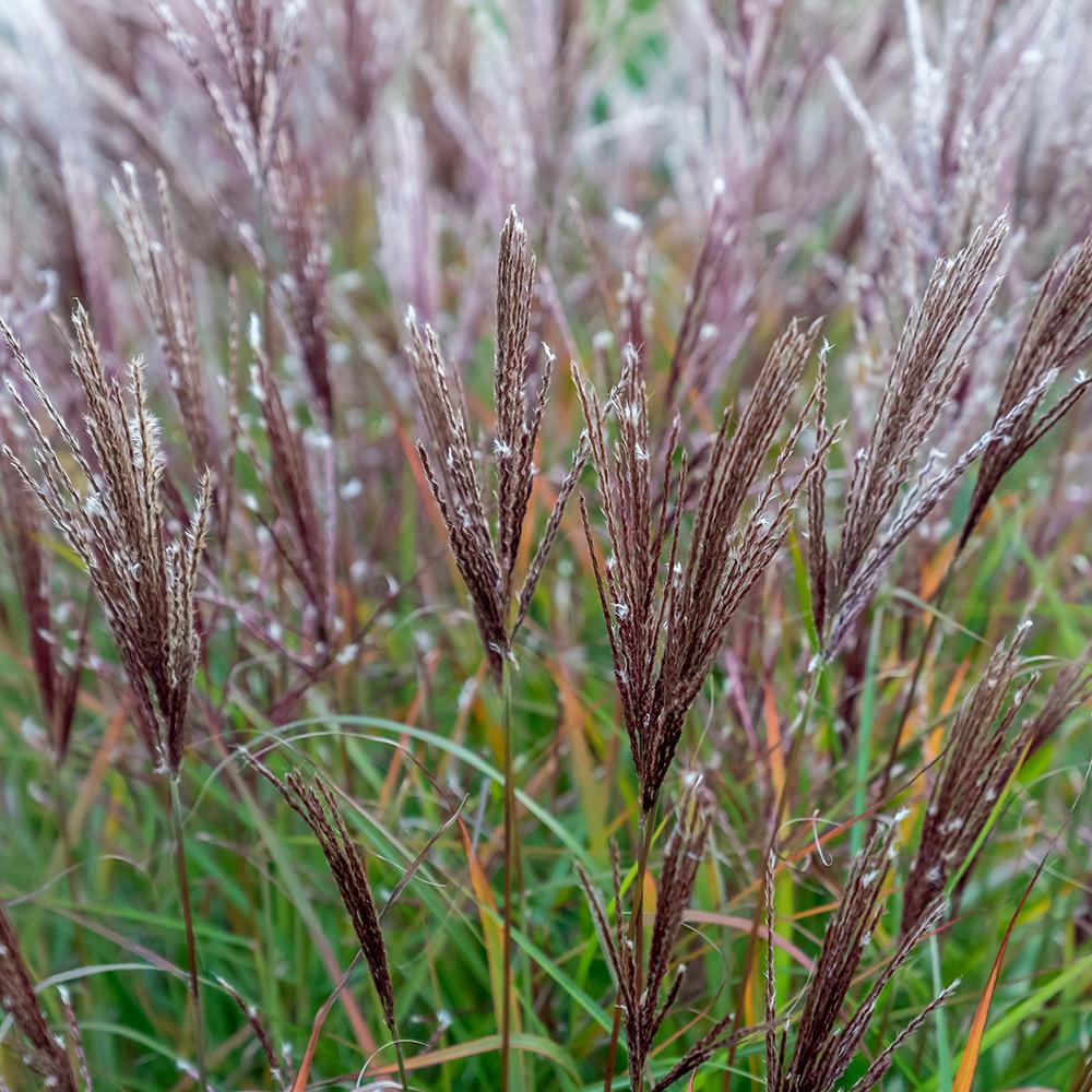 Iarba elefantului (Miscanthus sinensis) Ferner Osten, livrat in ghiveci de 1L