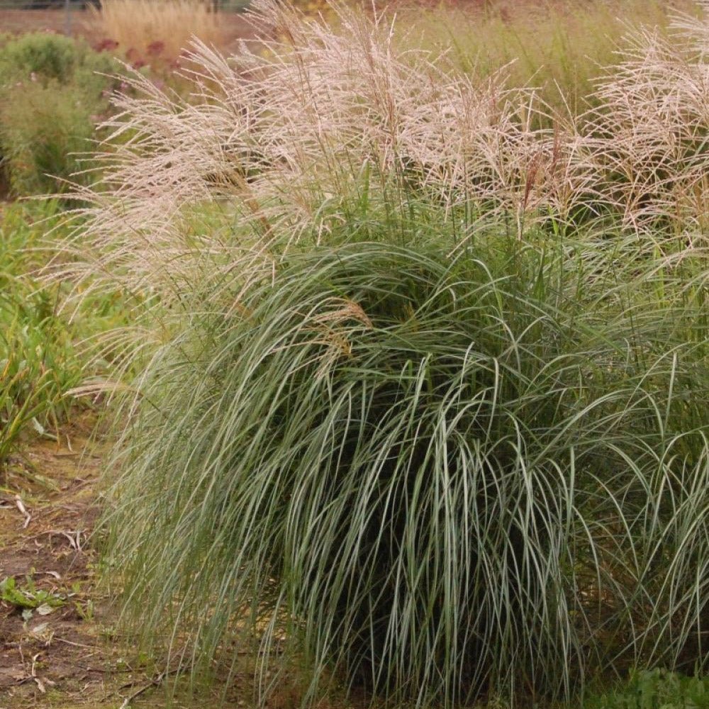 Iarba Elefantului (Miscanthus Sinensis) Herman Muessel - VERDENA-livrat in ghiveci de 2 l