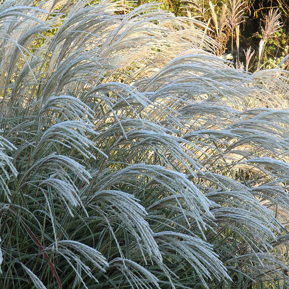 Iarba Elefantului (Miscanthus Sinensis) Herman Muessel - VERDENA-livrat in ghiveci de 2 l