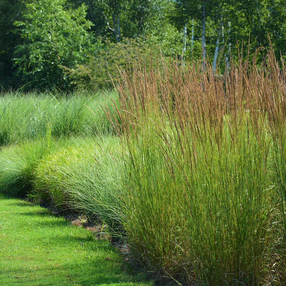 Iarba elefantului (Miscanthus sinensis) Morning Light, livrat in ghiveci de 1L