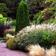 Iarba elefantului (Miscanthus sinensis) Yakushima Dwarf, 20-30 cm inaltime, in ghiveci de 2L