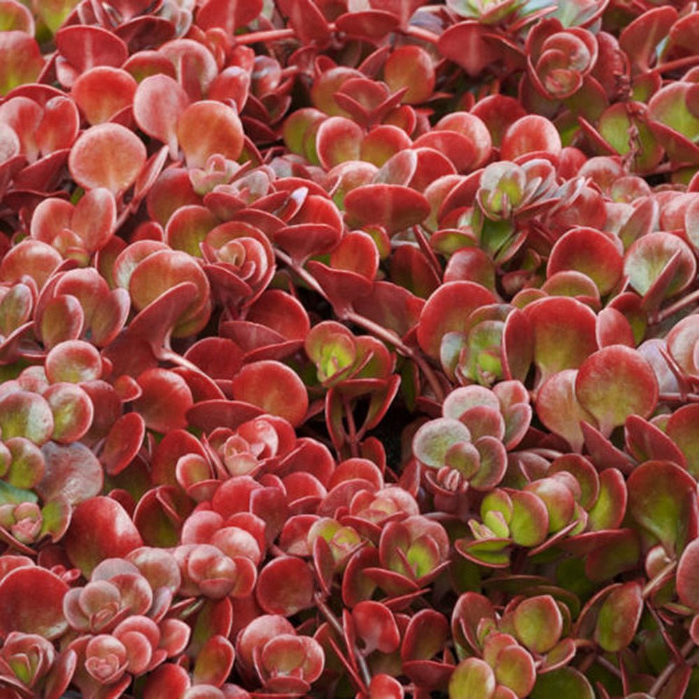 Iarba Grasa (Sedum) Coral Reef - VERDENA-10-15 cm inaltime, livrat in ghiveci de 1.2 l