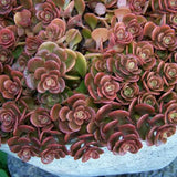 Iarba Grasa (Sedum) Coral Reef - VERDENA-10-15 cm inaltime, livrat in ghiveci de 1.2 l